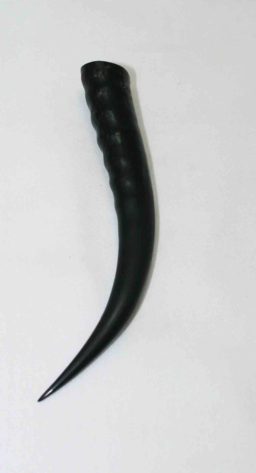 NB402LG17 Springbok Whole Horn Female