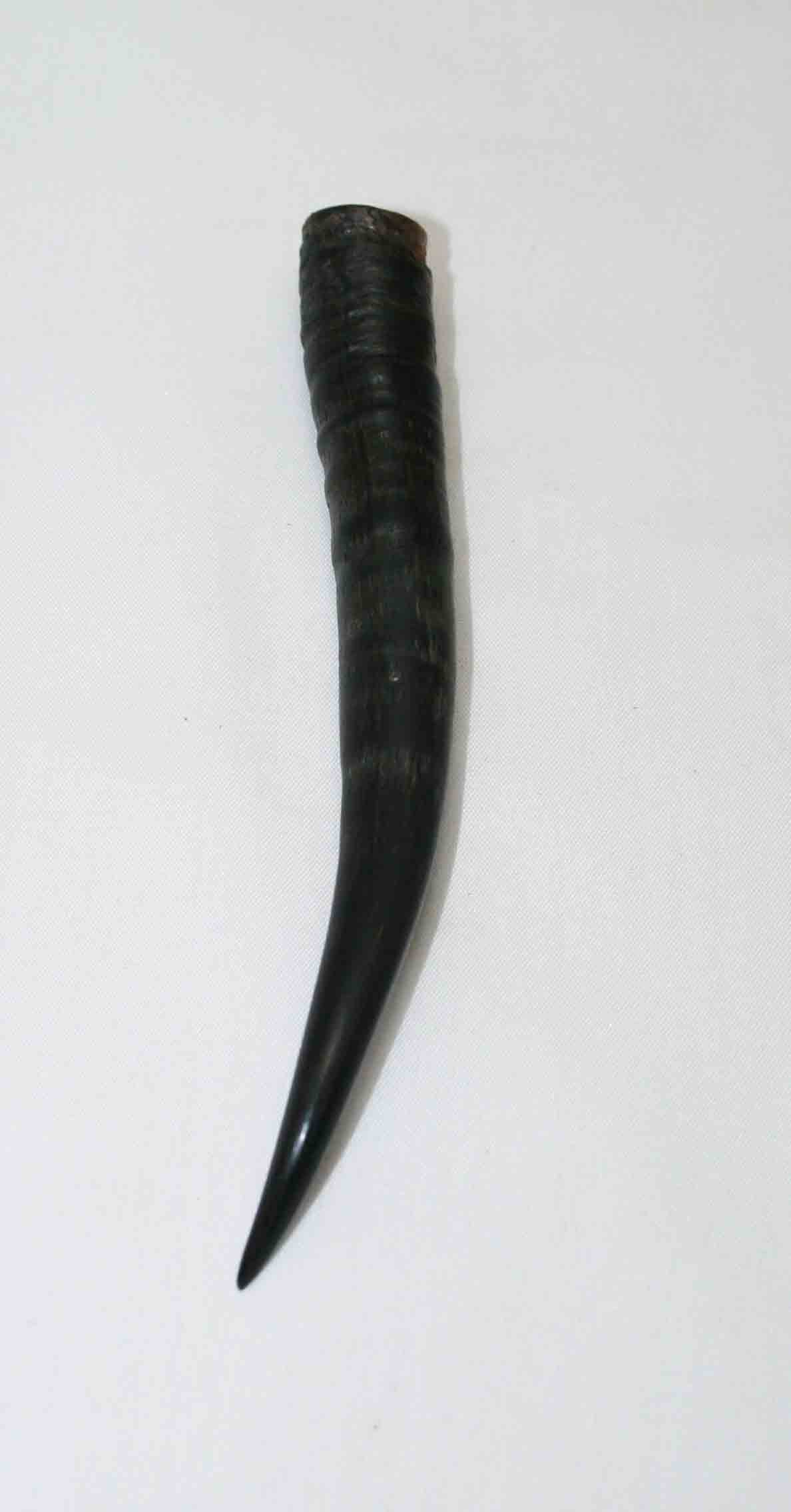 NB402LG18 Springbok Whole Horn Female