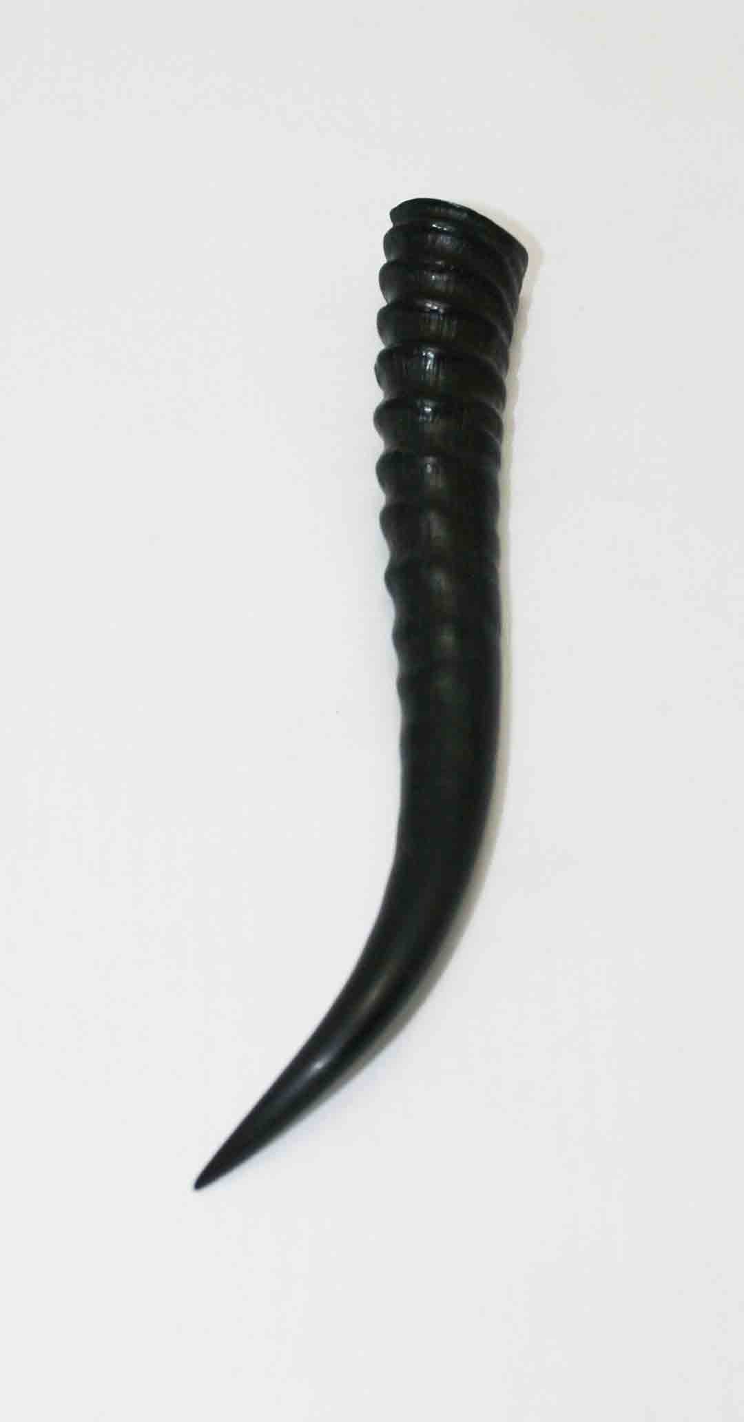NB402LG1 Springbok Whole Horn Female