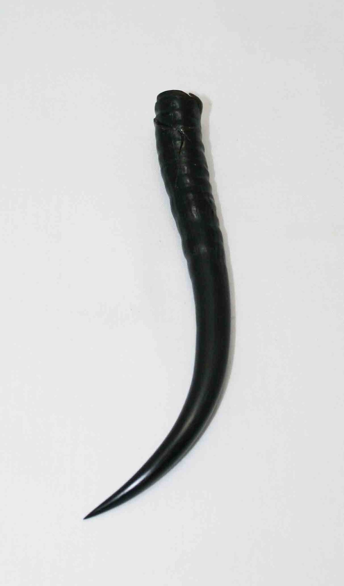 NB402LG3 Springbok Whole Horn Female