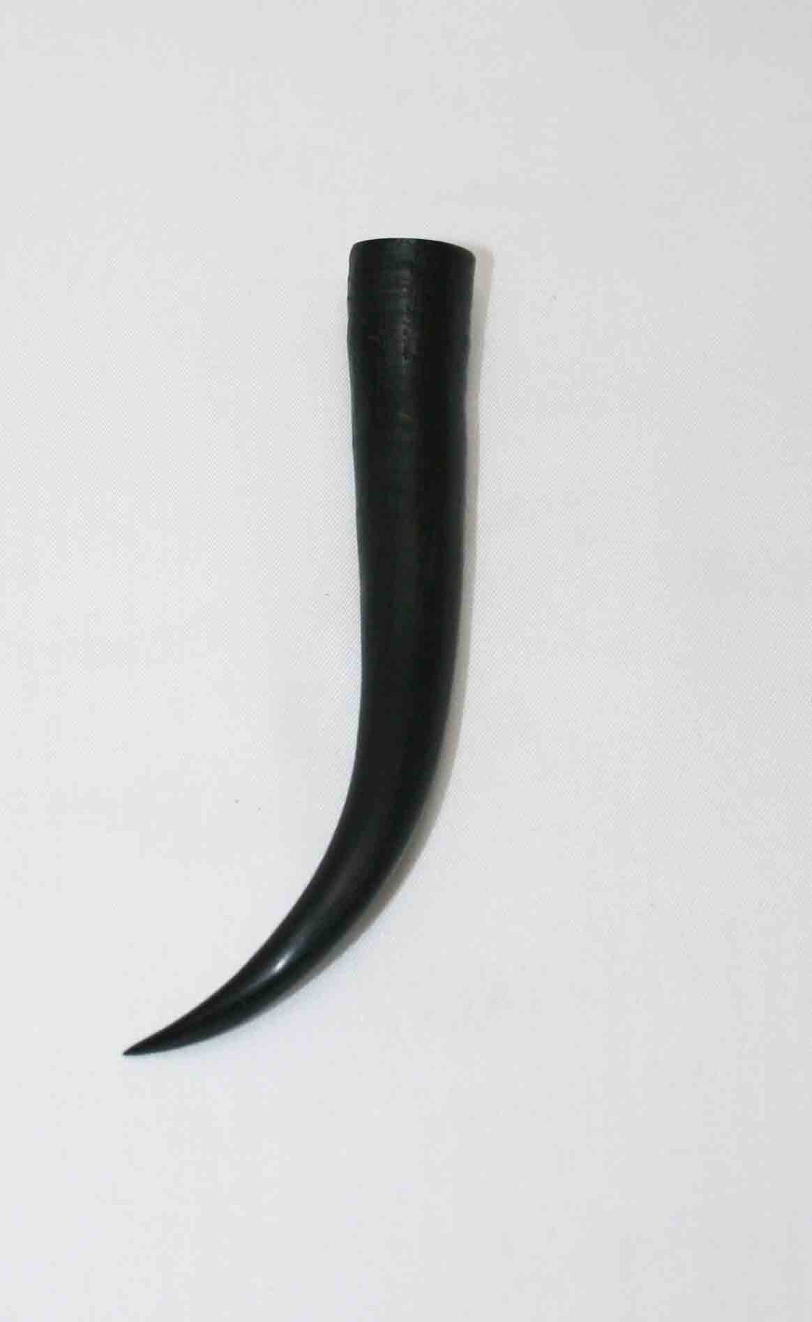 NB402LG4 Springbok Whole Horn Female