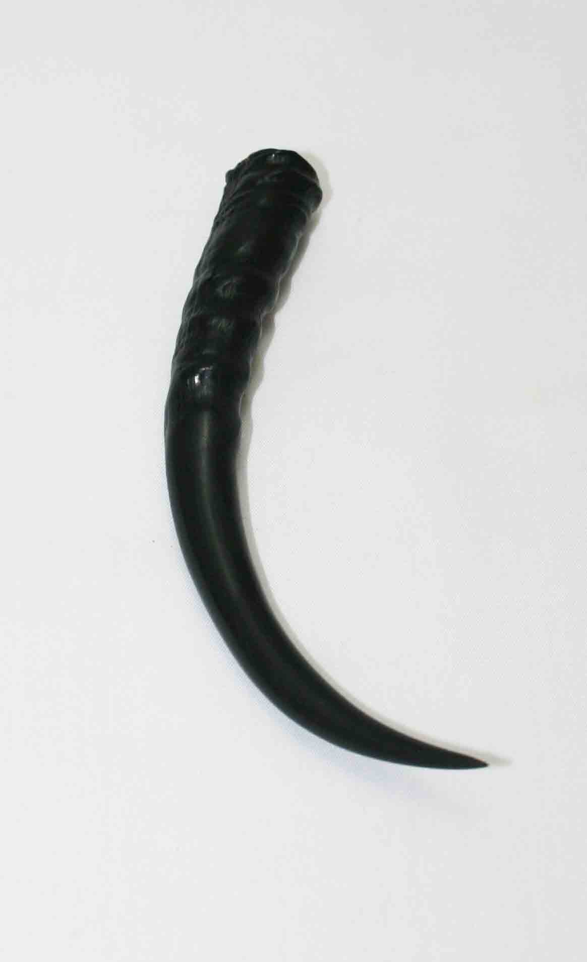 NB402LG5 Springbok Whole Horn Female