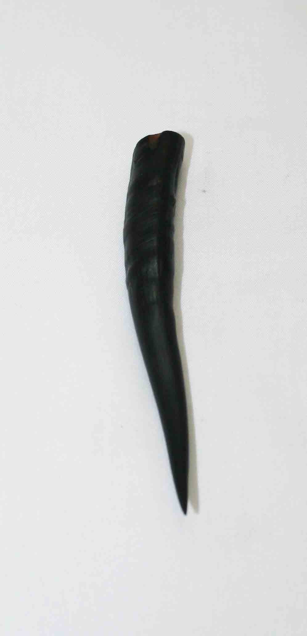 NB402LG8 Springbok Whole Horn Female