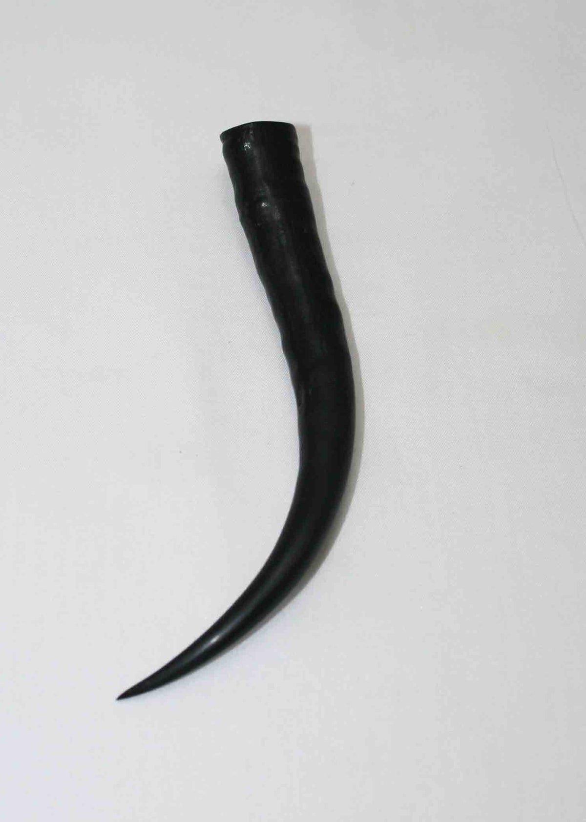 NB402LG9 Springbok Whole Horn Female