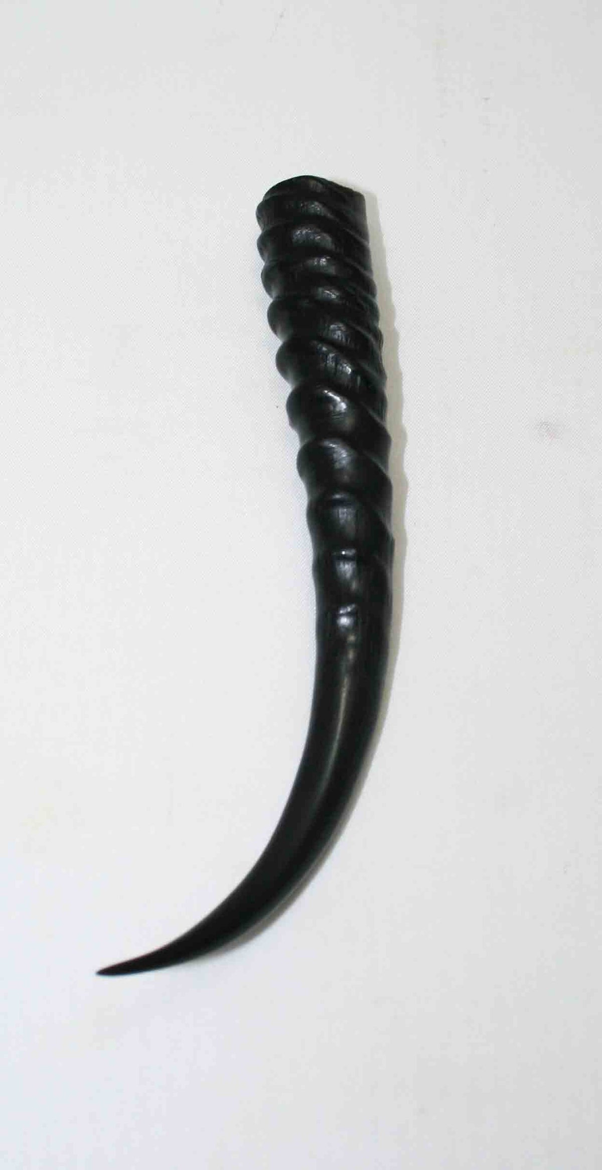 NB402MMA10 Springbok Whole Horn Female