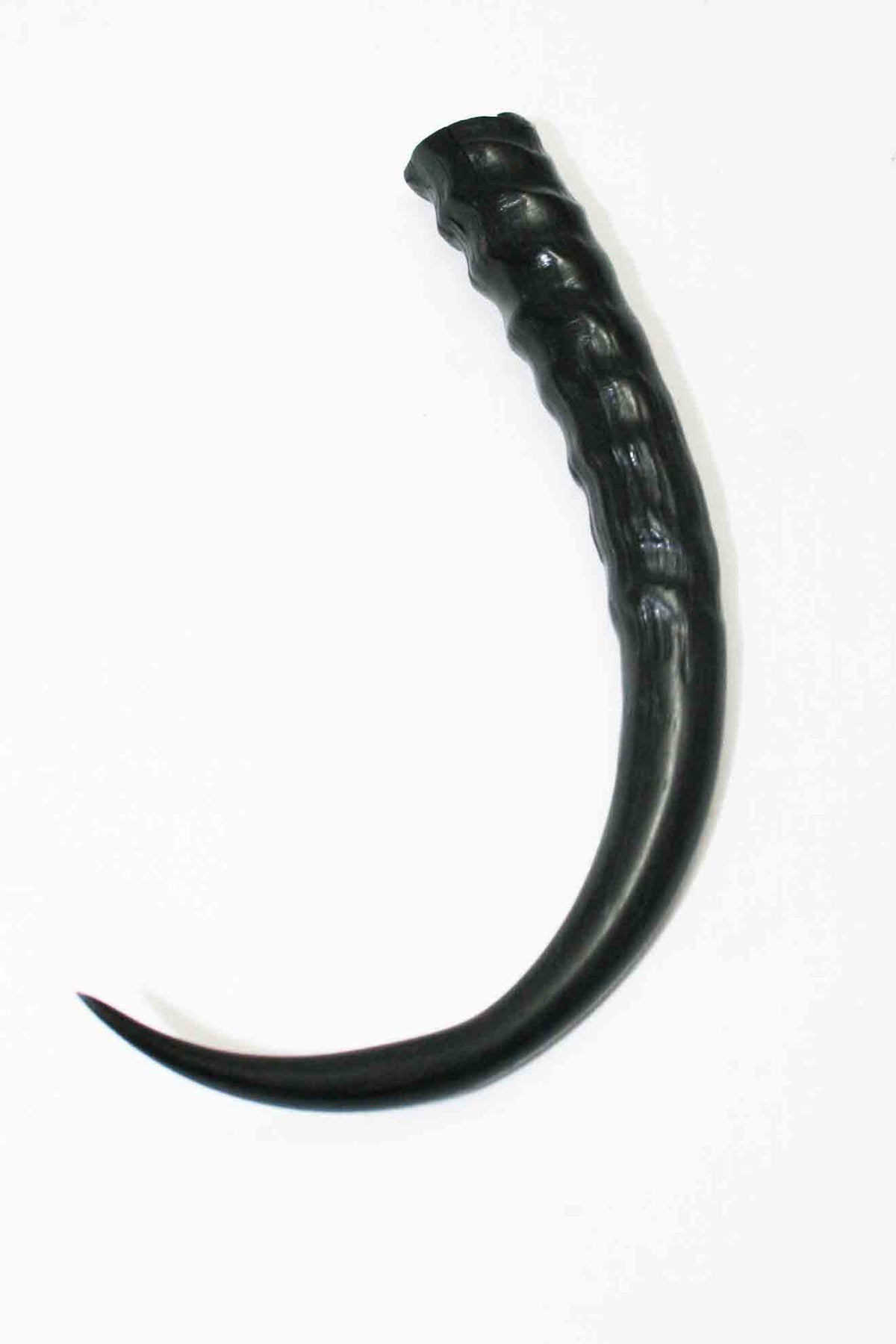 NB402MMA1 Springbok Whole Horn Female