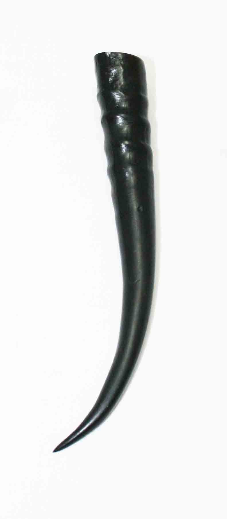 NB402MMA2 Springbok Whole Horn Female