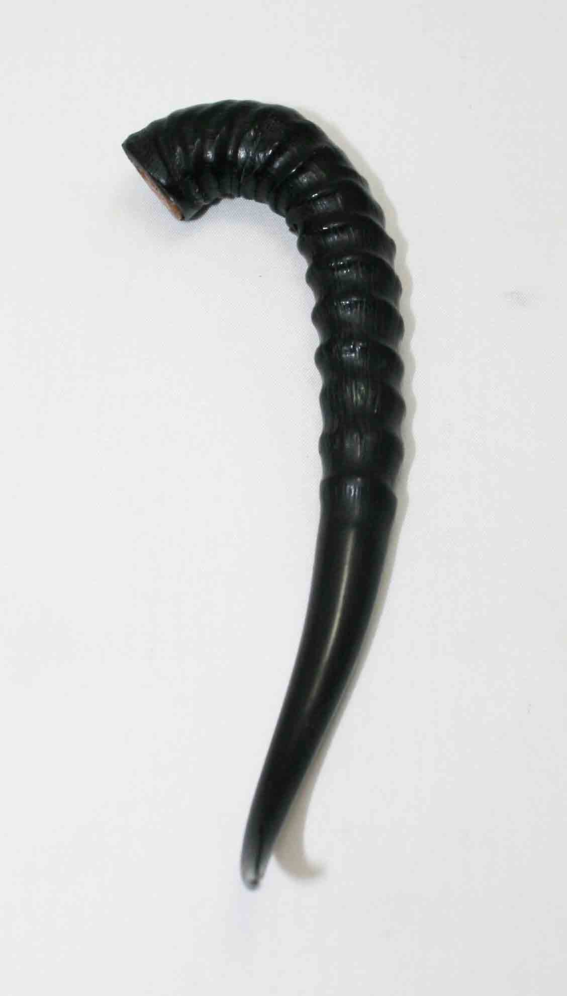 NB402MMA3 Springbok Whole Horn Female