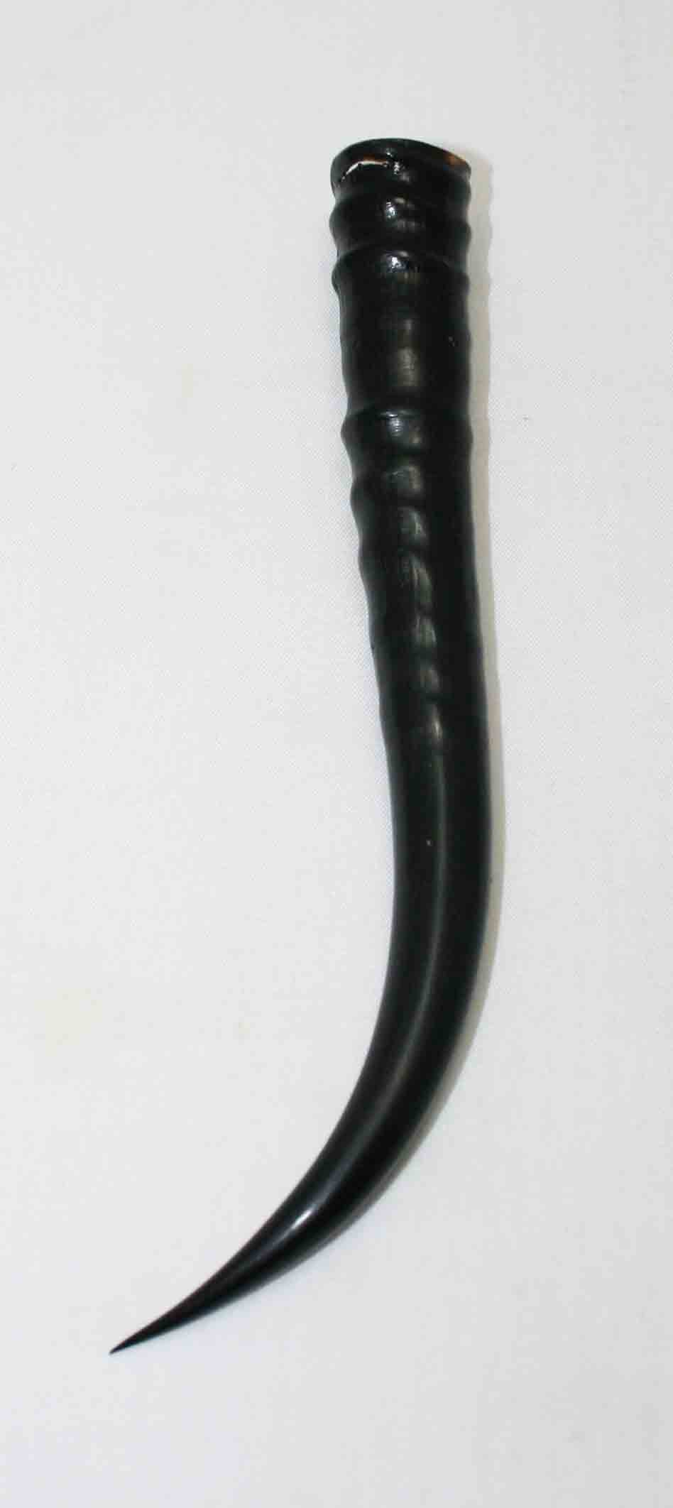 NB402MMA5 Springbok Whole Horn Female