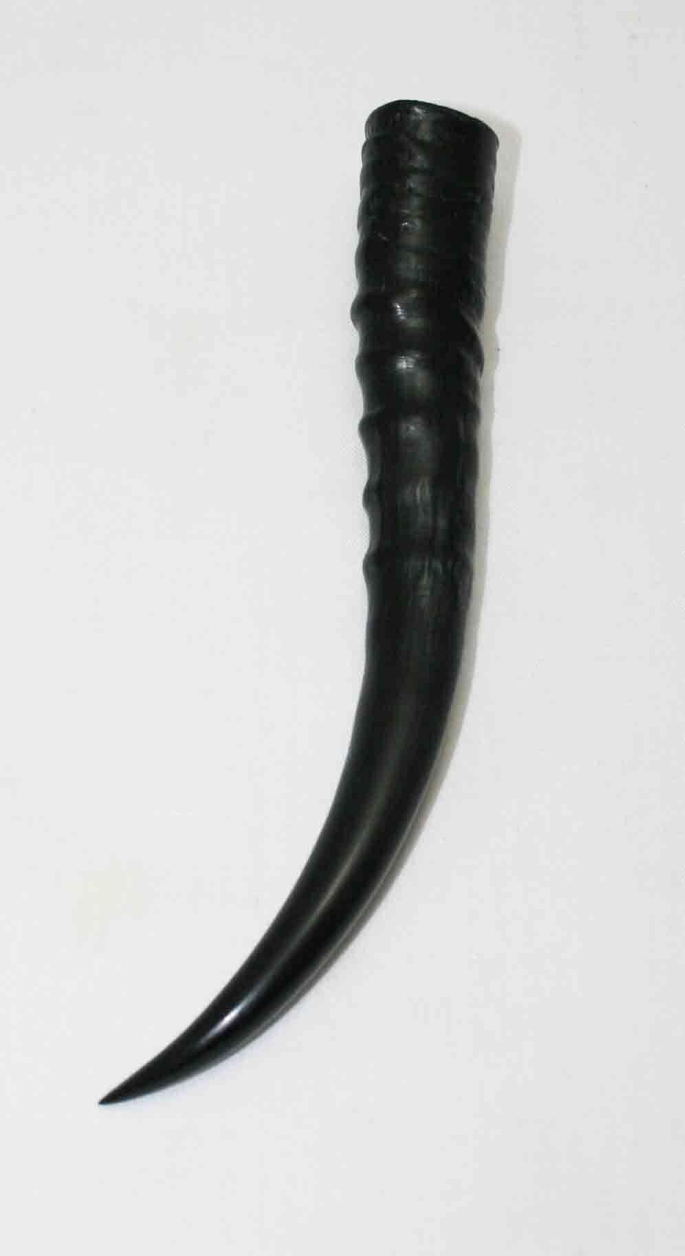 NB402MMA6 Springbok Whole Horn Female