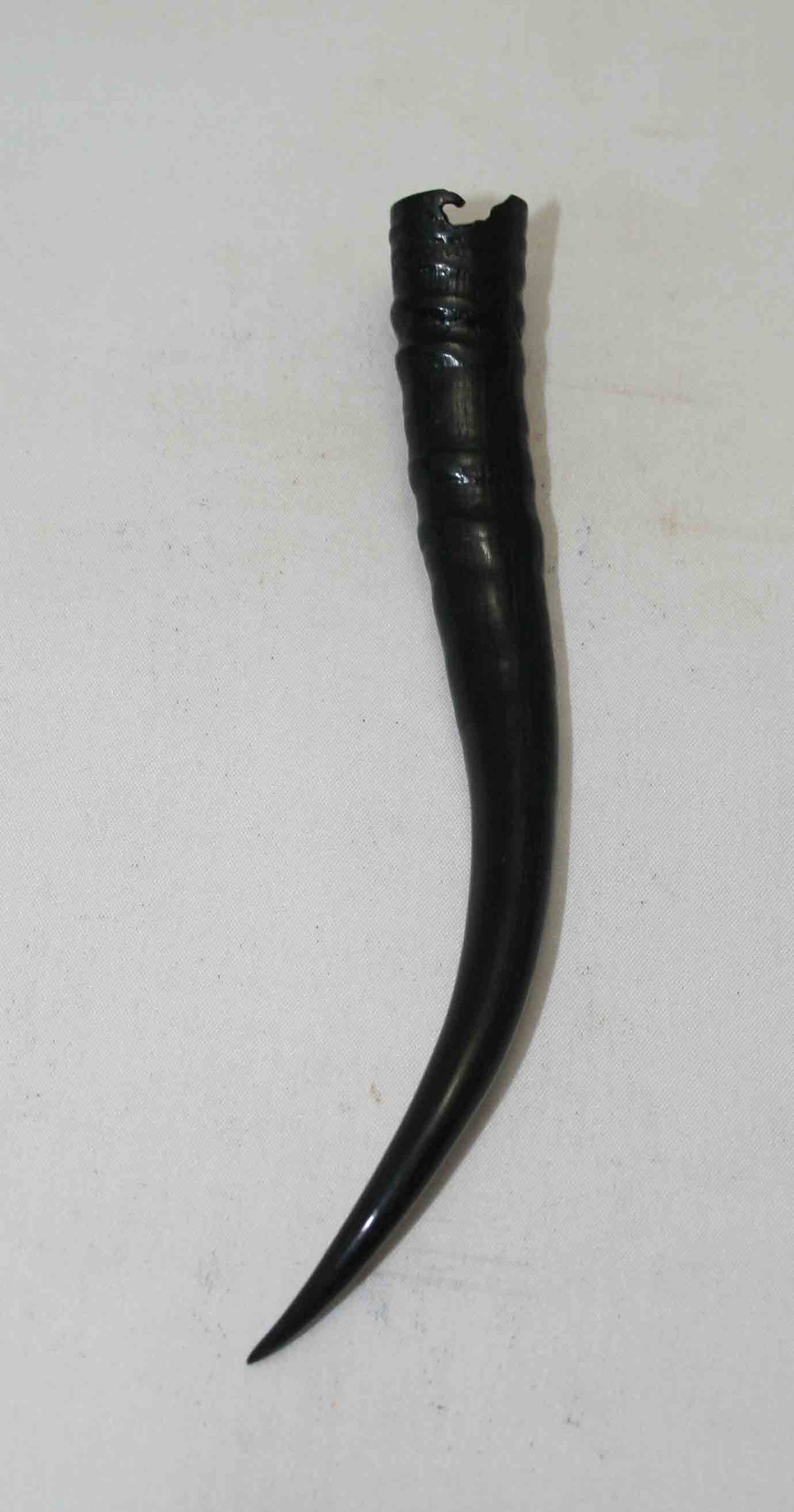 NB402NA1 Springbok Whole Horn Female 6.25" x TOP END: 0.71" x 0.58" inches