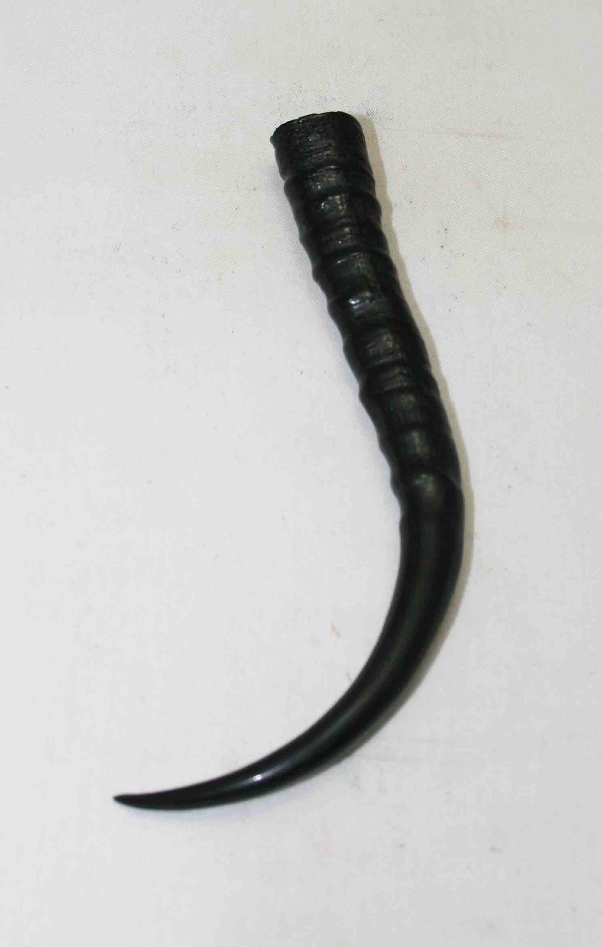 NB402NA2 Springbok Whole Horn Female 5.00" x TOP END: 0.65" x 0.56" inches