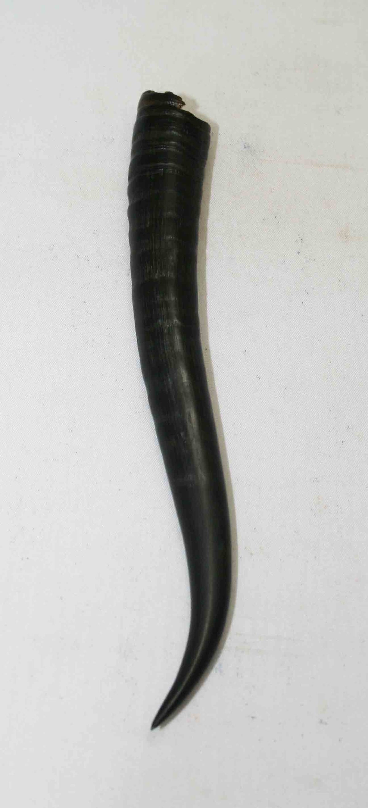 NB402NA3 Springbok Whole Horn Female 6.25" x TOP END: 0.75" x 0.66" inches