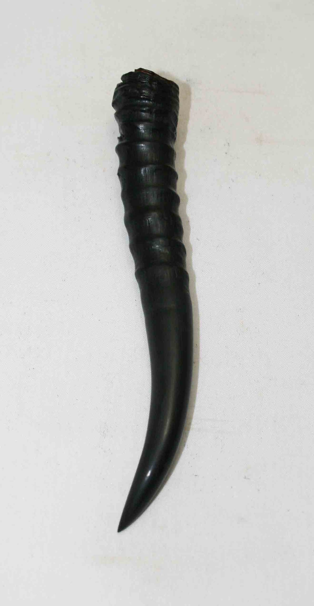 NB402NA4 Springbok Whole Horn Female 6.00" x TOP END: 0.80" x 0.72" inches