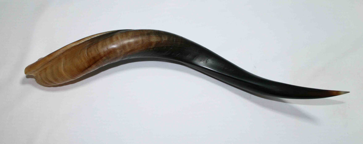 NB500JS1 Kudu Whole Horn