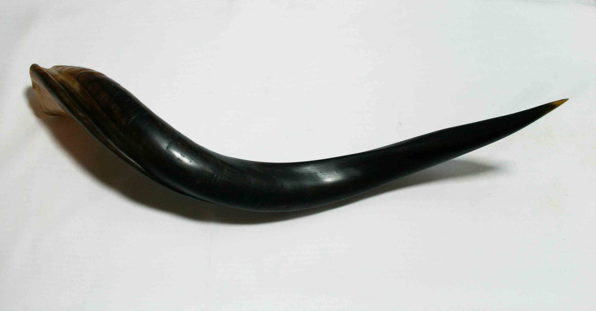 NB500JS2 Kudu Whole Horn