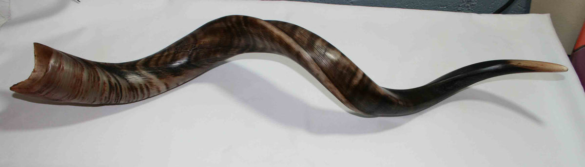 NB500LG3 Kudu Whole Horn