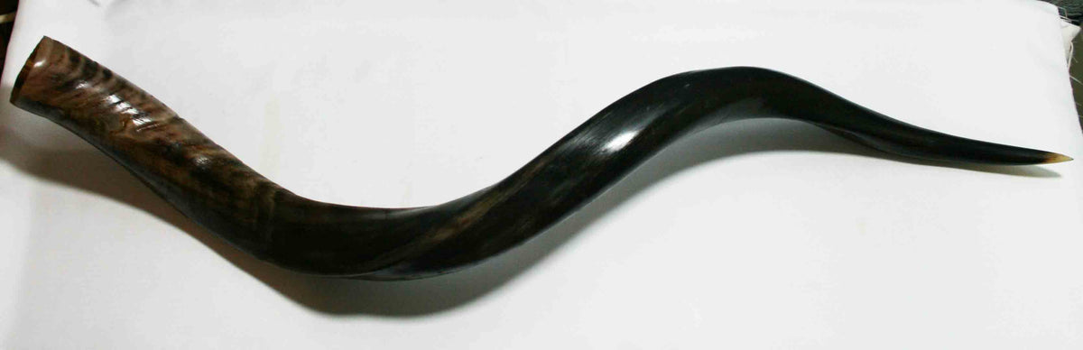 NB500MMA2 Kudu Whole Horn