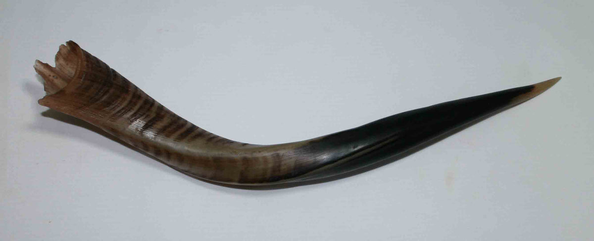 NB500MMA3 Kudu Whole Horn