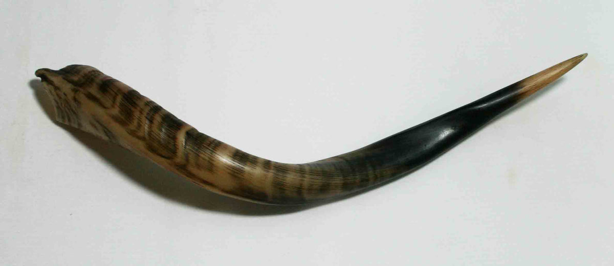 NB500MMA4 Kudu Whole Horn