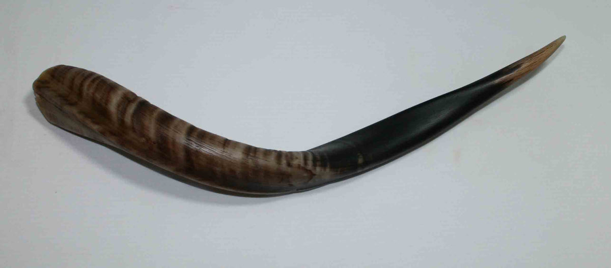 NB500MMA5 Kudu Whole Horn