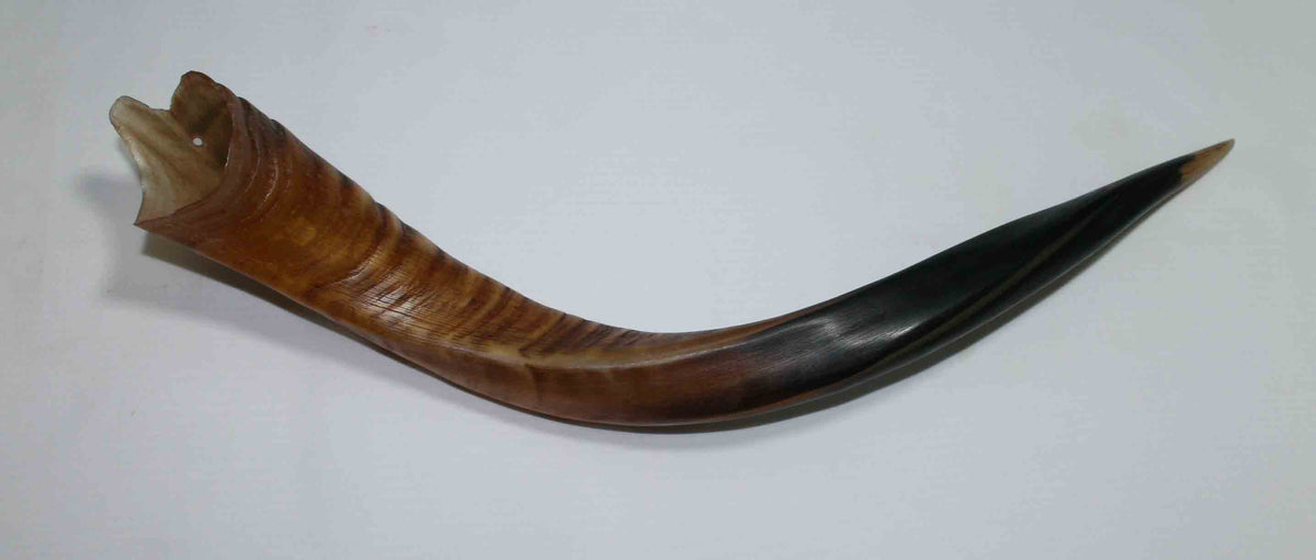 NB500MMA6 Kudu Whole Horn