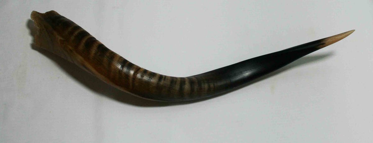 NB500MMA7 Kudu Whole Horn