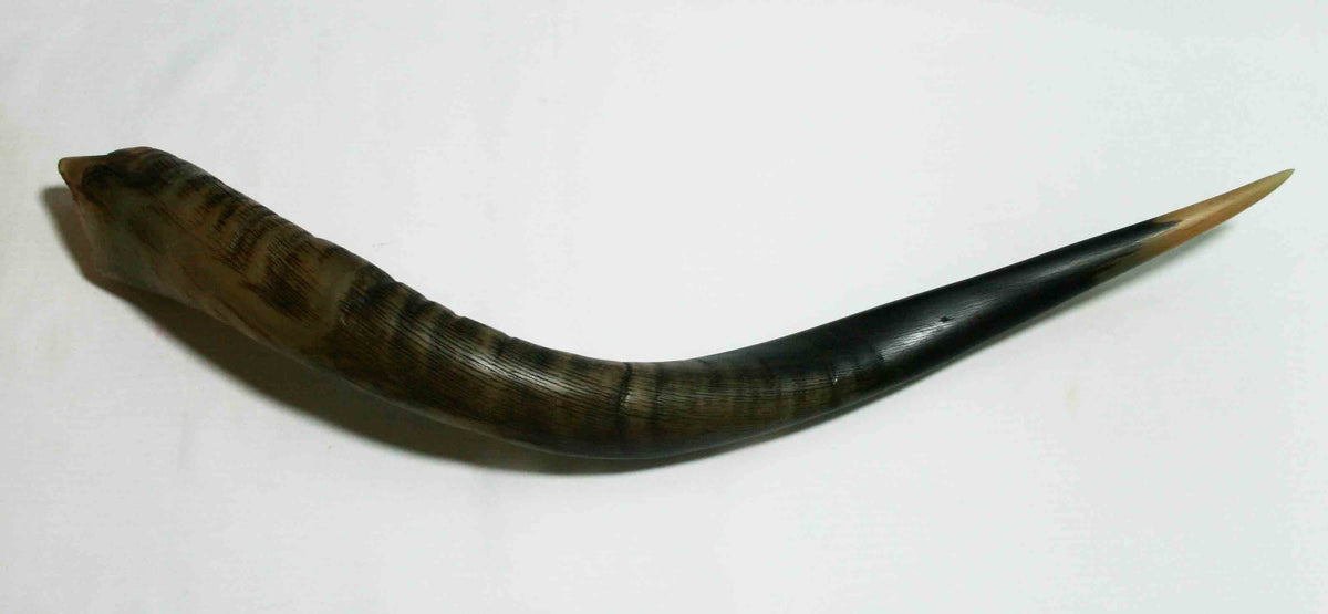 NB500MMA8 Kudu Whole Horn