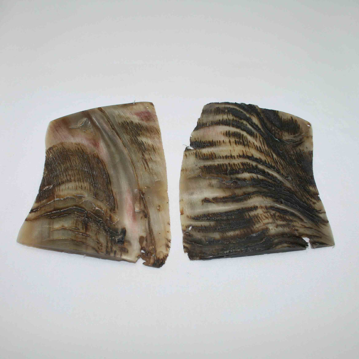 NB503LG6 Kudu Horn Scales Large (set of 2)