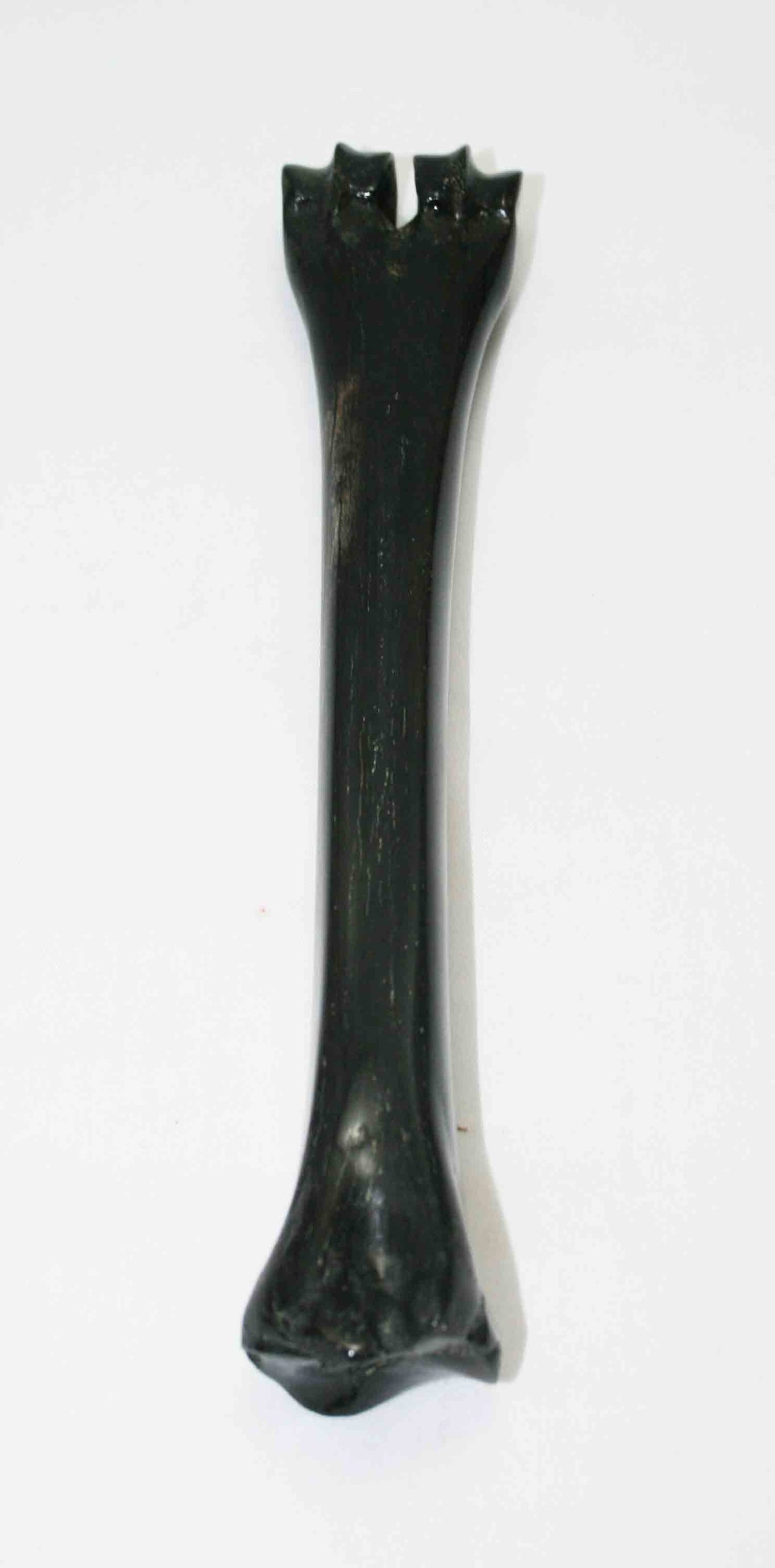 NB601JS12 Wildebeest Bone