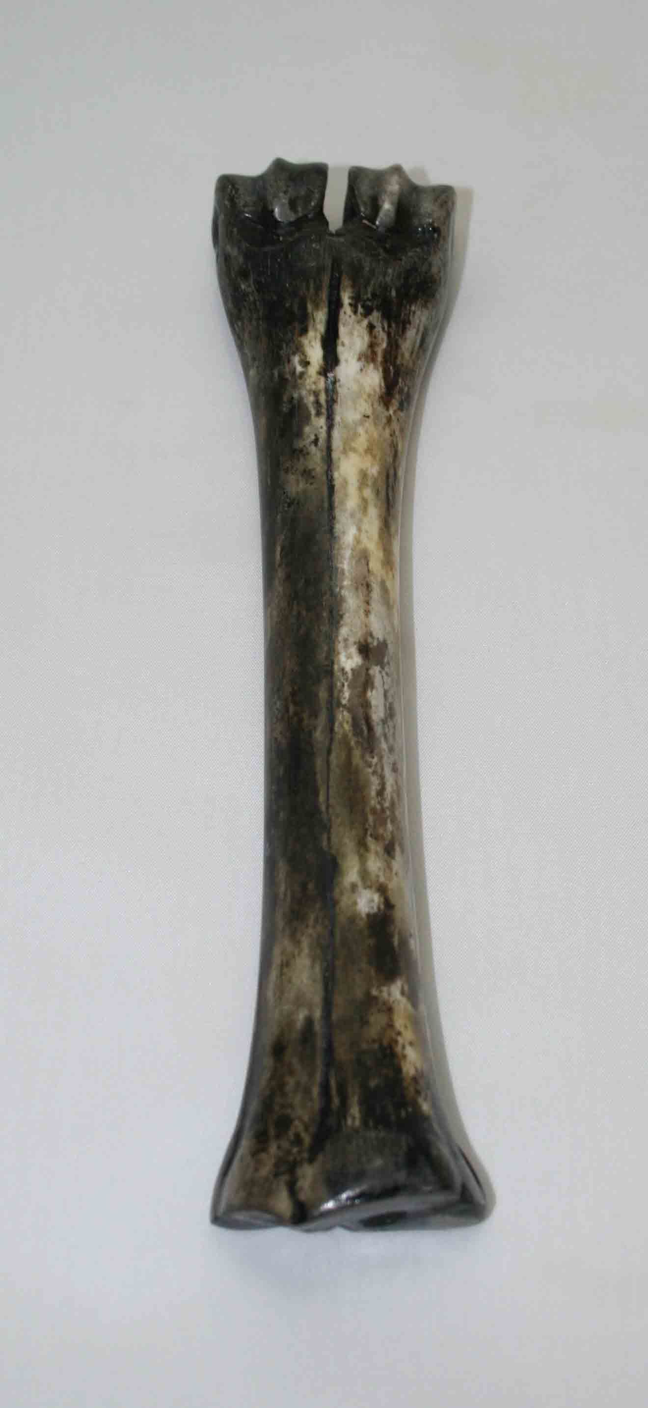 NB601LG18 Wildebeest Bone