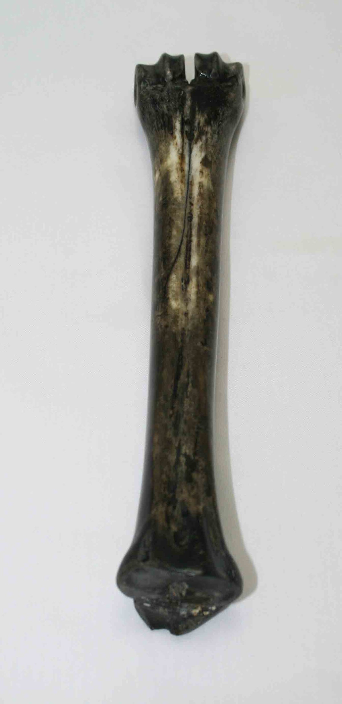 NB601LG21 Wildebeest Bone