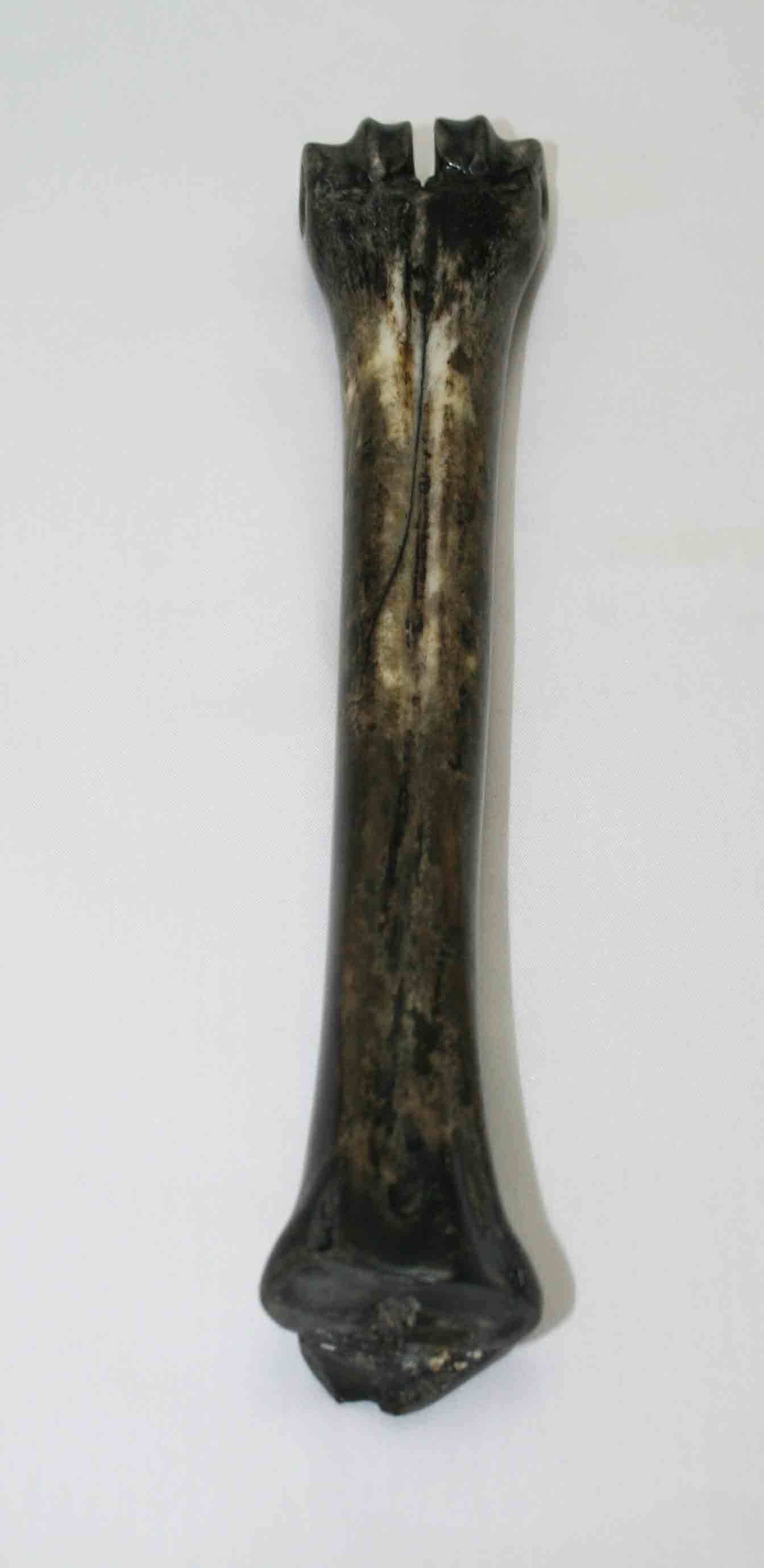 NB601LG21 Wildebeest Bone