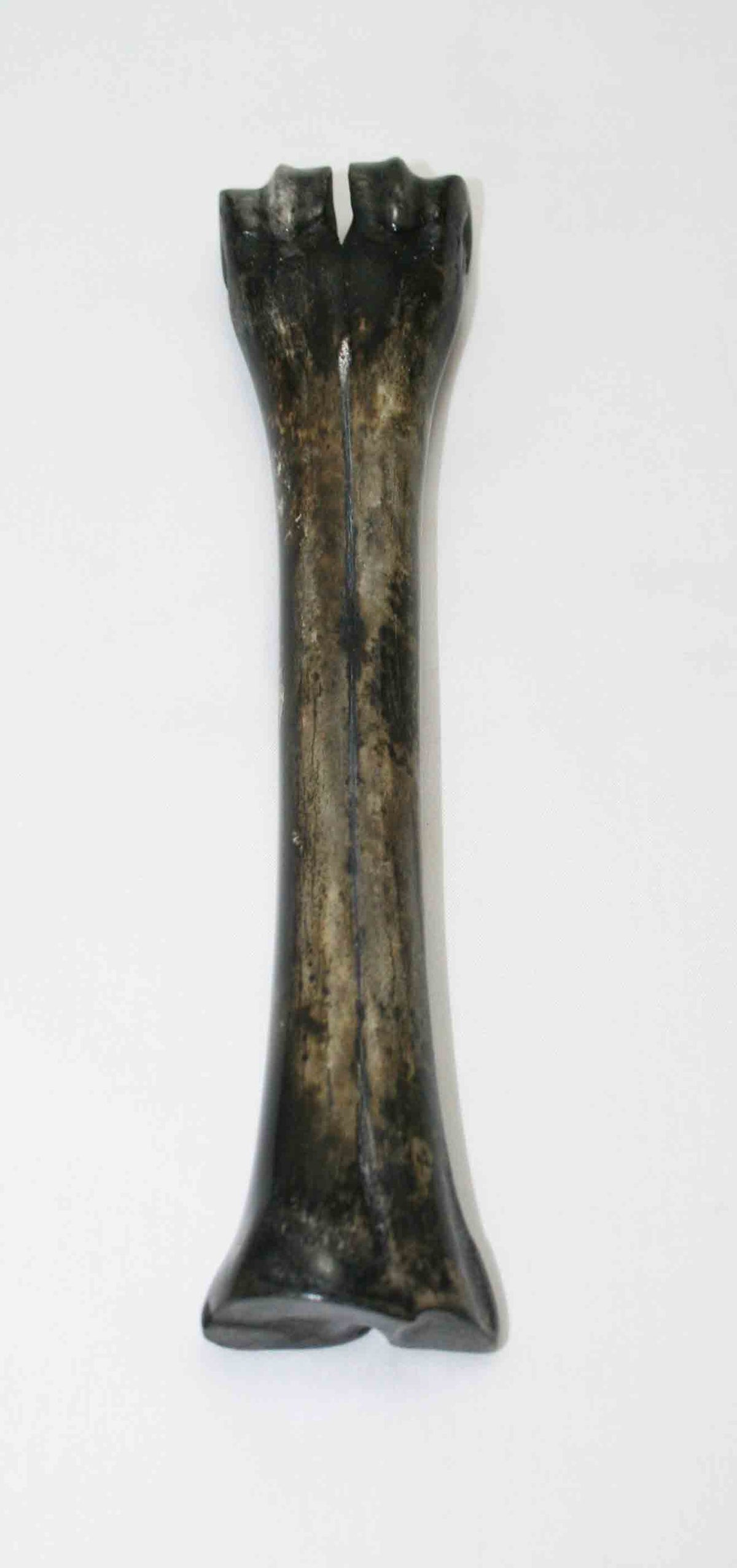 NB601LG25 Wildebeest Bone
