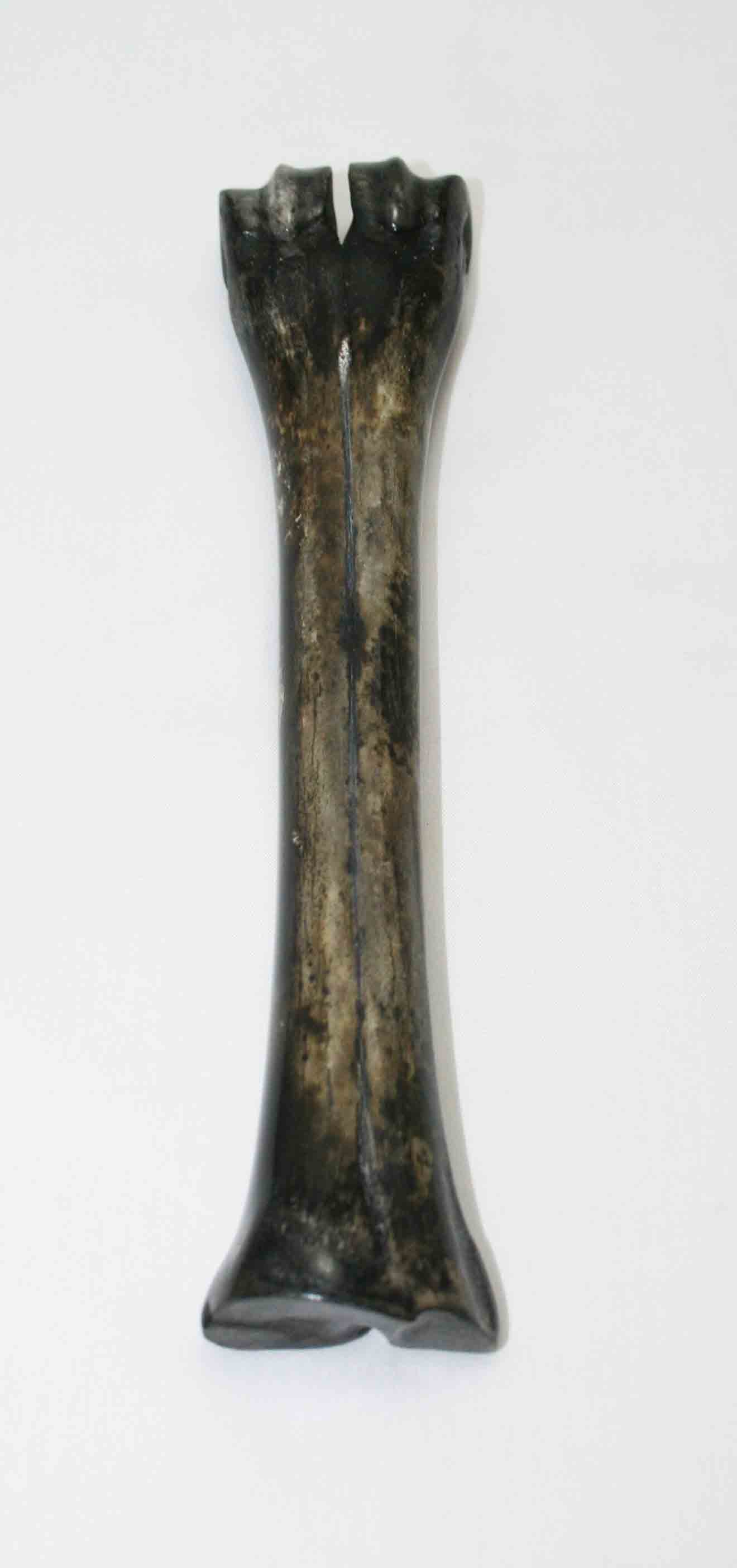NB601LG25 Wildebeest Bone