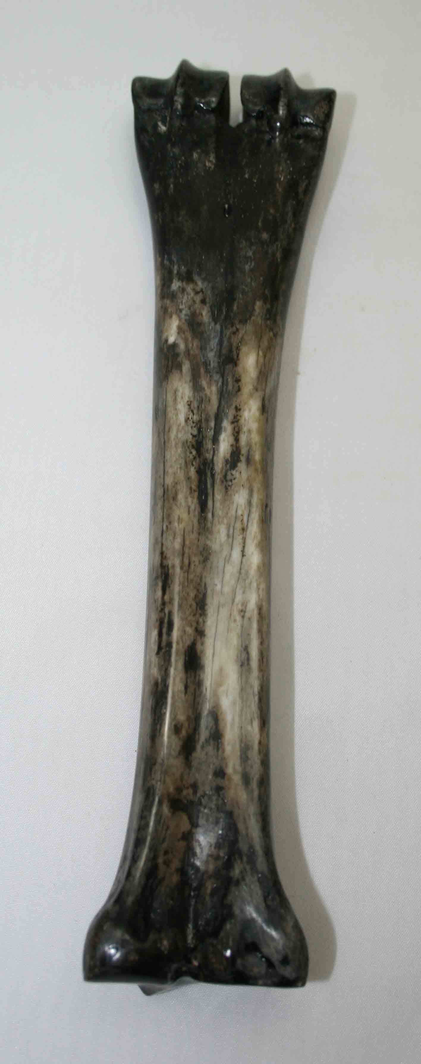 NB601LG8 Wildebeest Bone