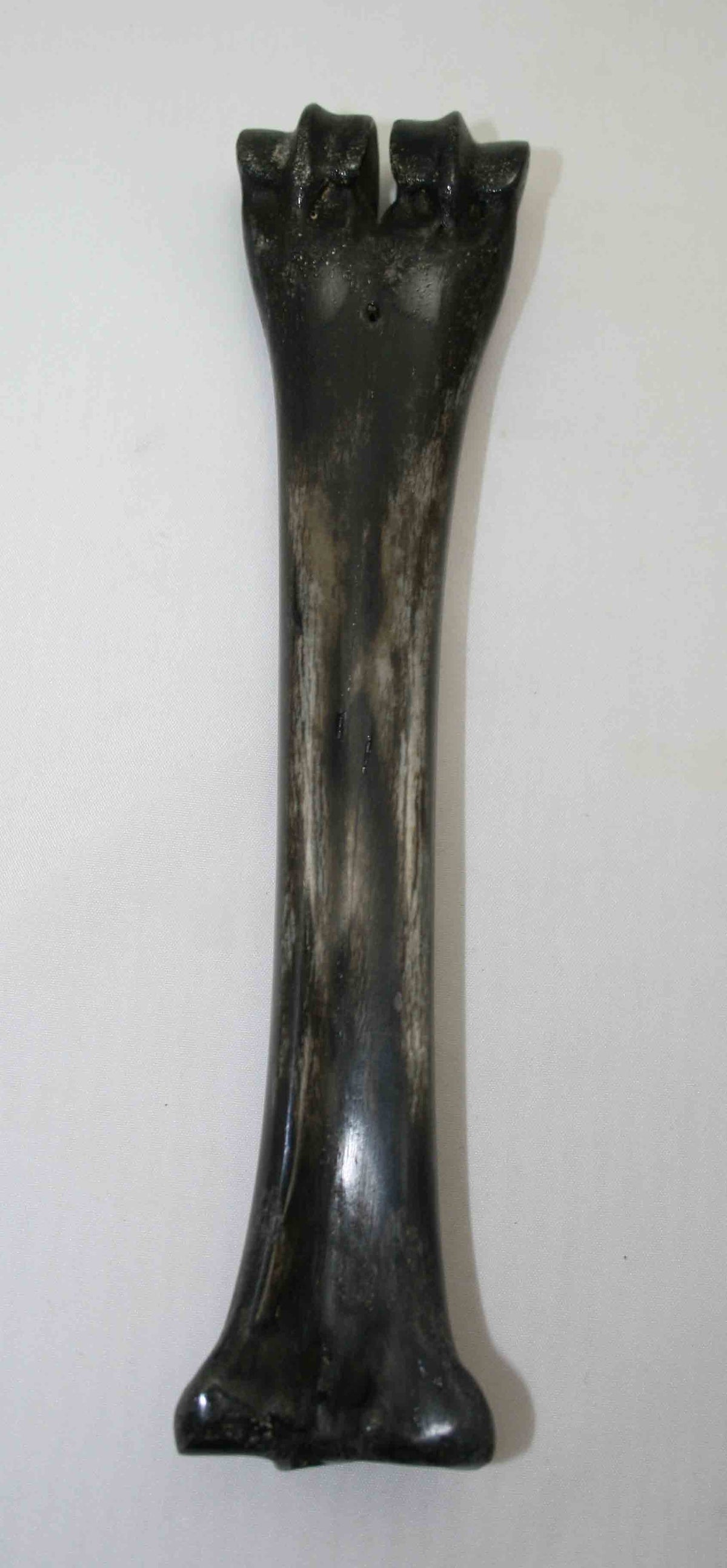 NB601LG9 Wildebeest Bone