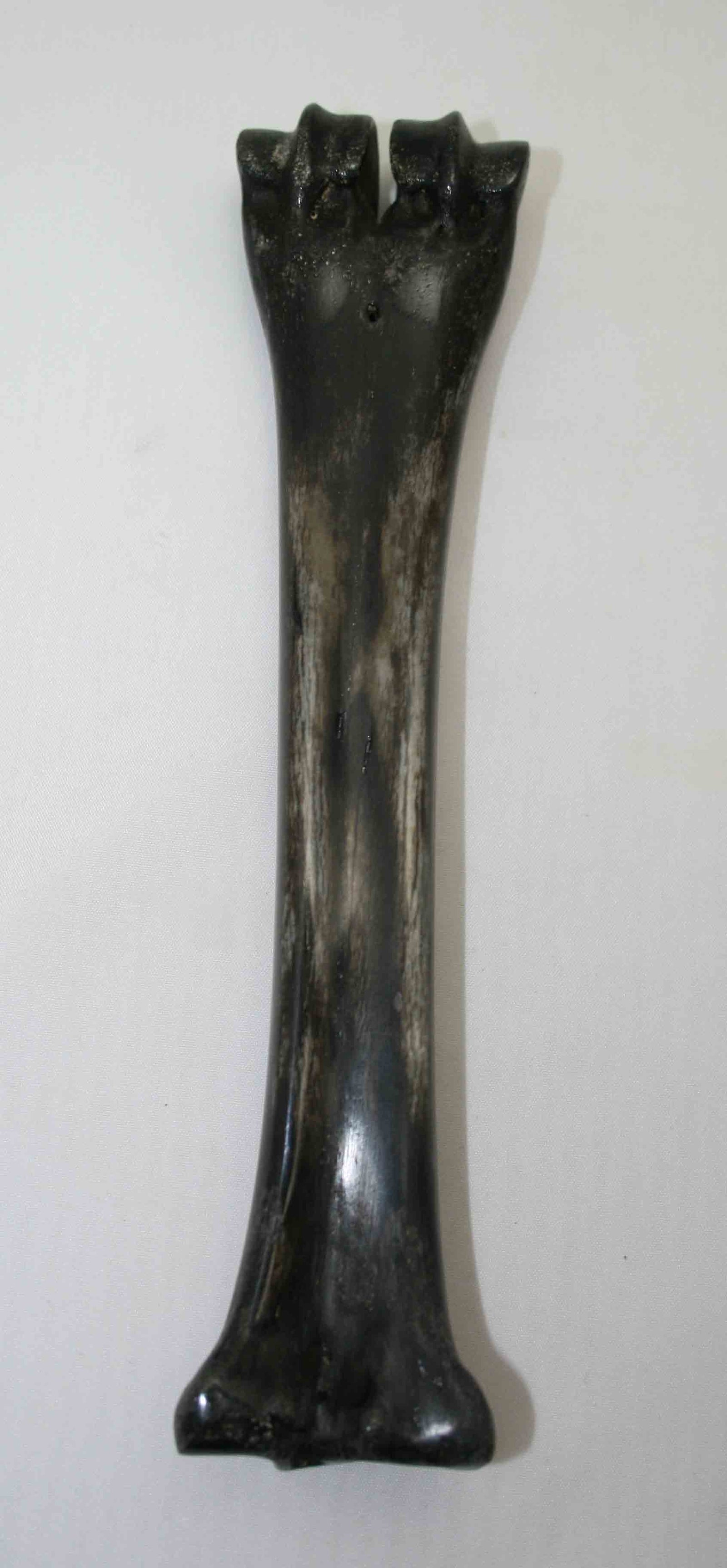 NB601LG9 Wildebeest Bone
