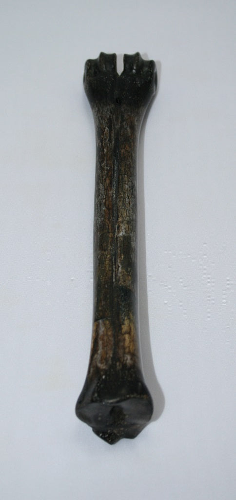 NB601MAN23 Wildebeest Bone