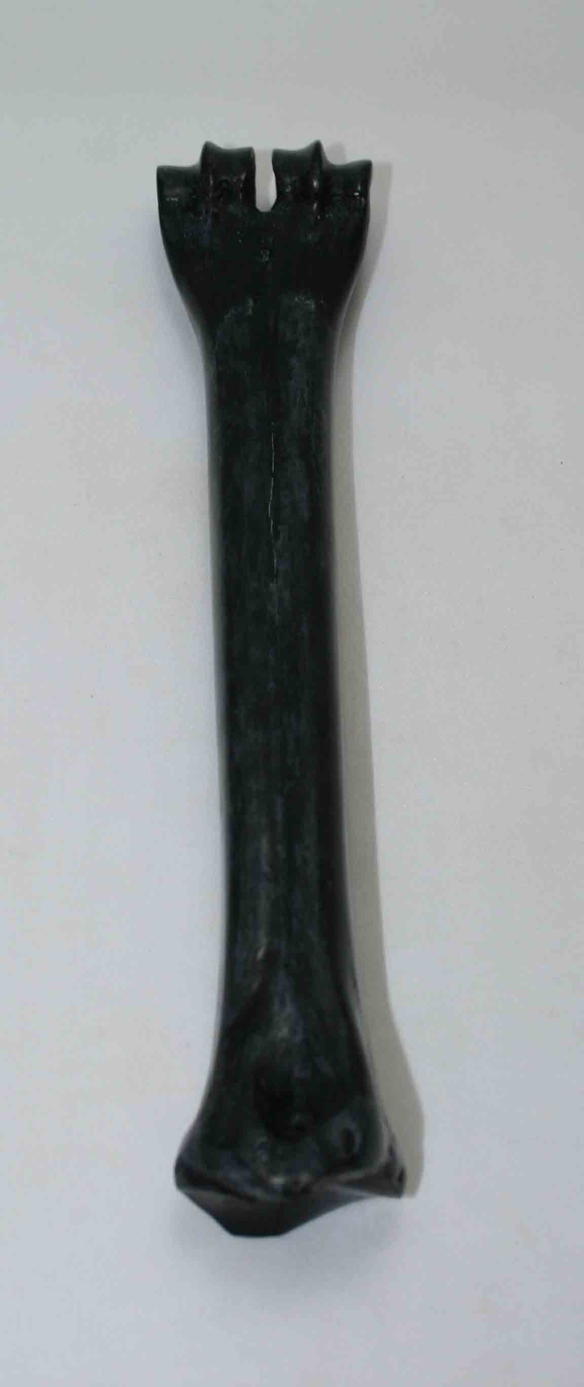 NB601NAM13 Wildebeest Bone