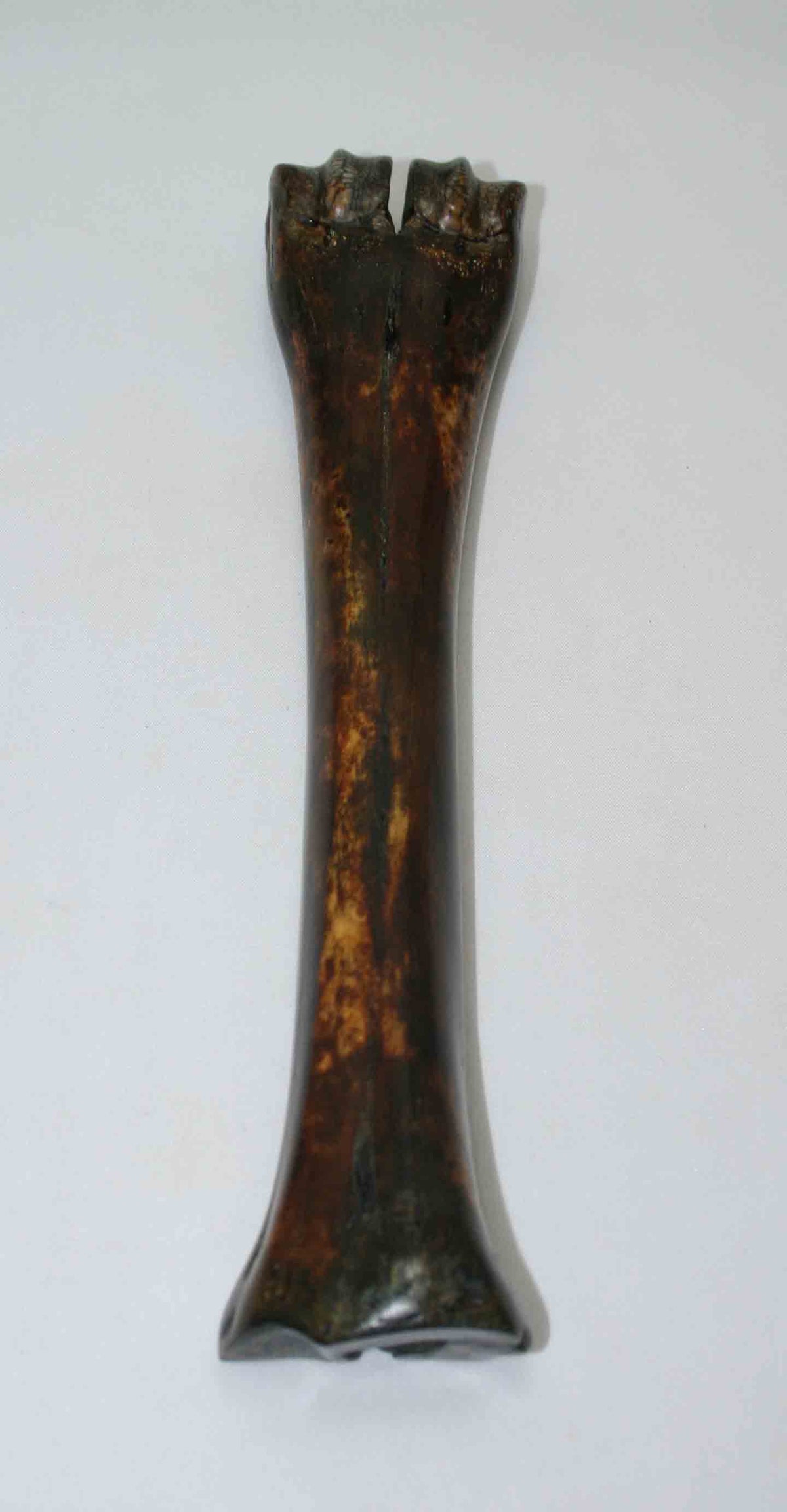 NB601NAM15 Wildebeest Bone