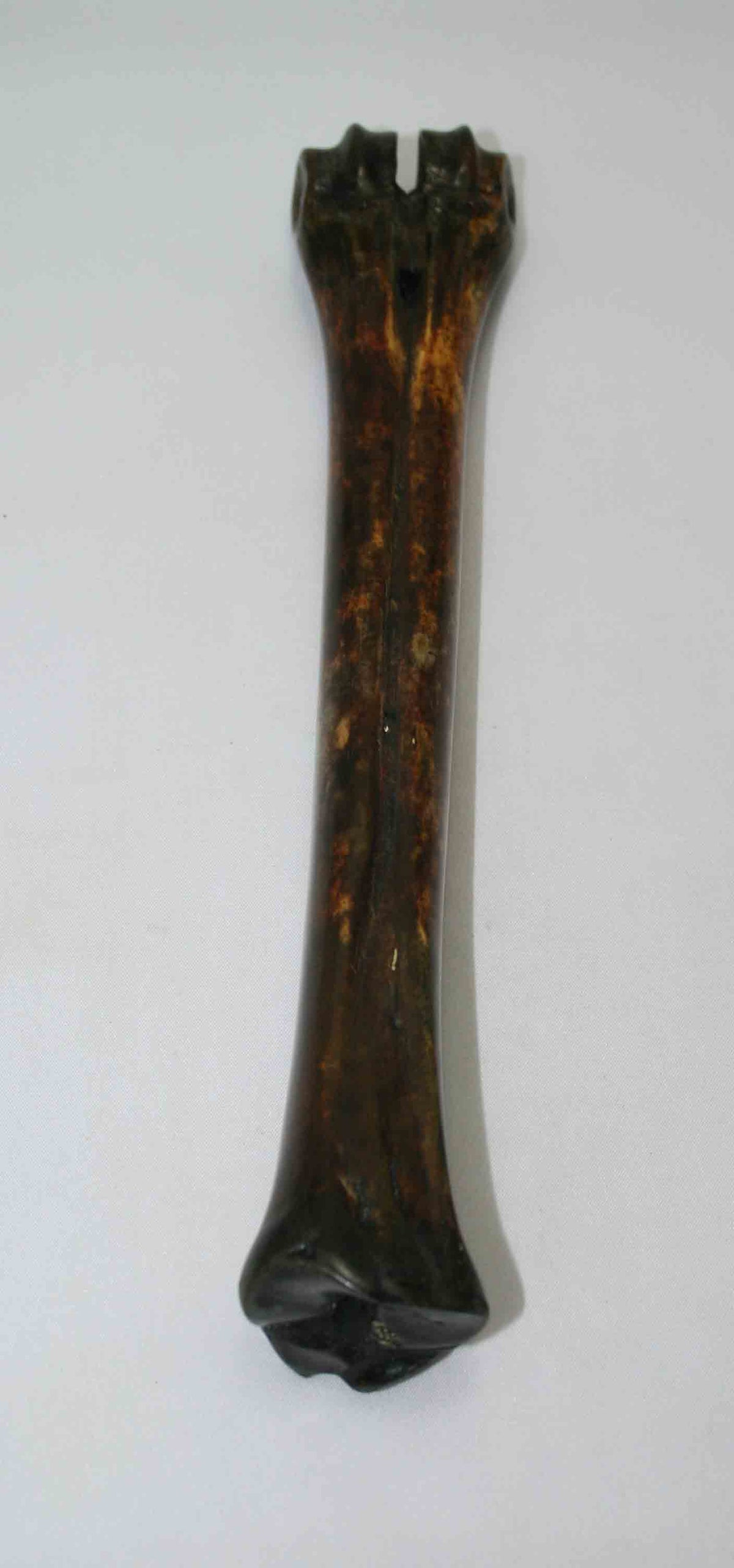 NB601NAM22 Wildebeest Bone