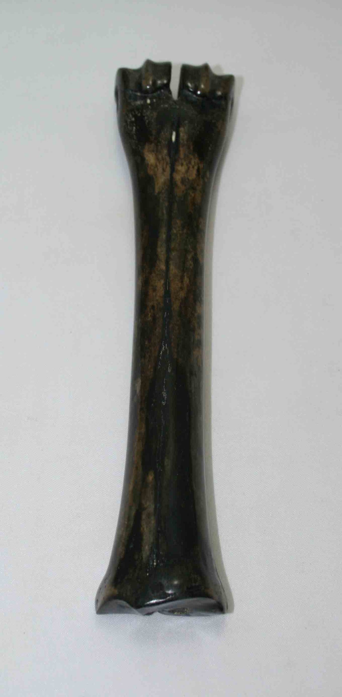 NB601NAM26 Wildebeest Bone