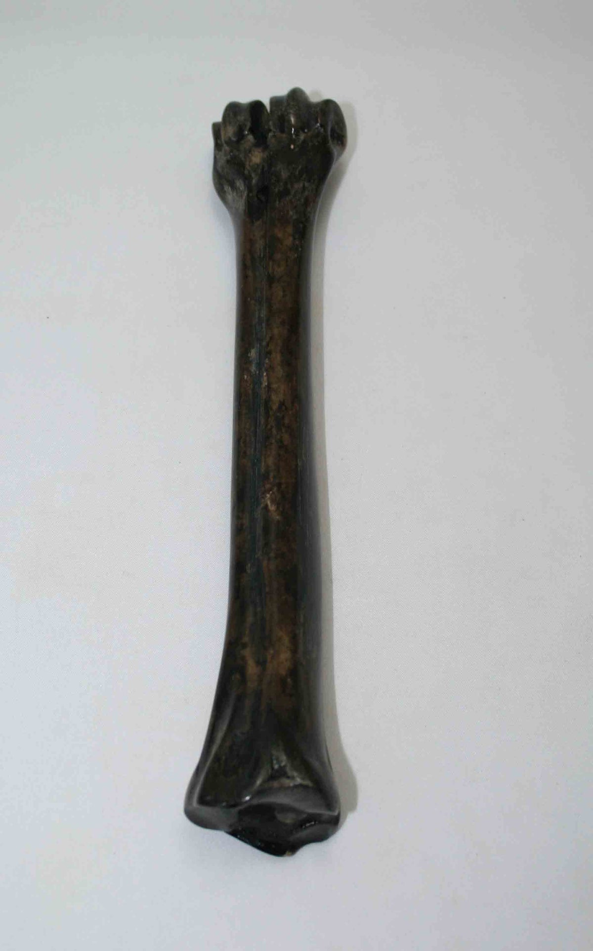NB601NAM28 Wildebeest Bone