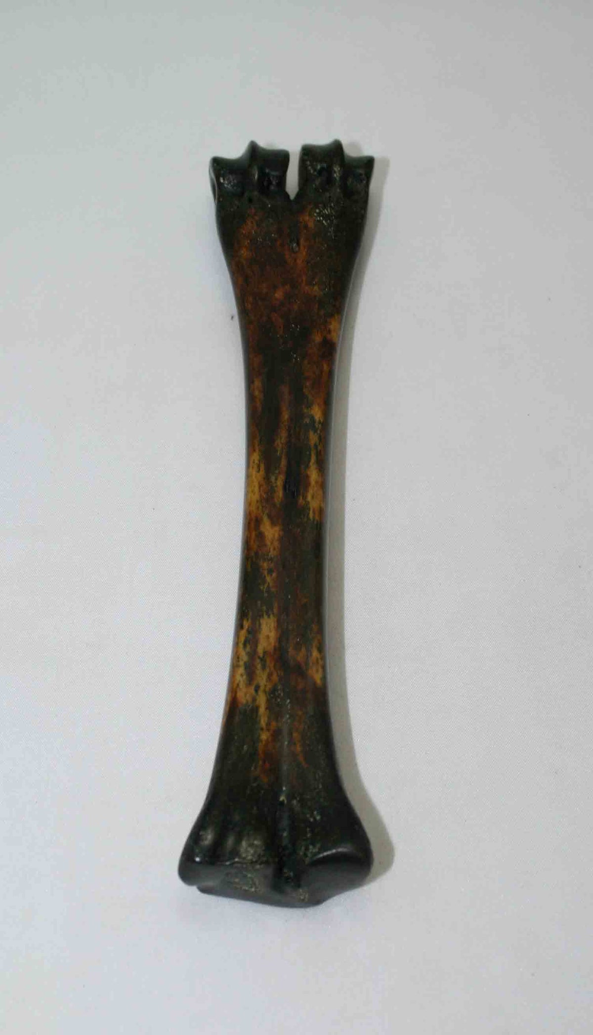 NB601NAM30 Wildebeest Bone