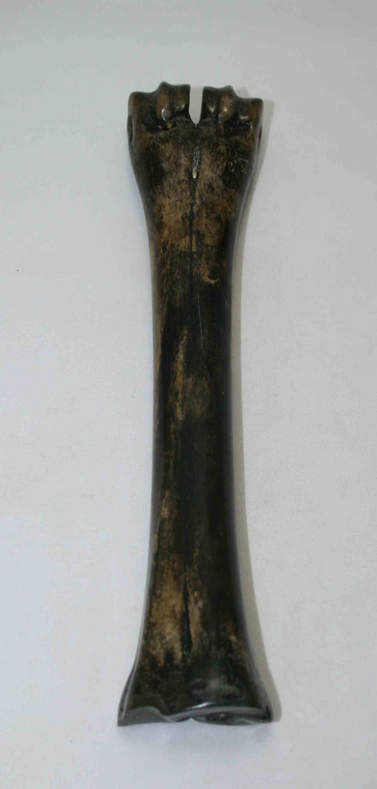 NB601NAM33 Wildebeest Bone