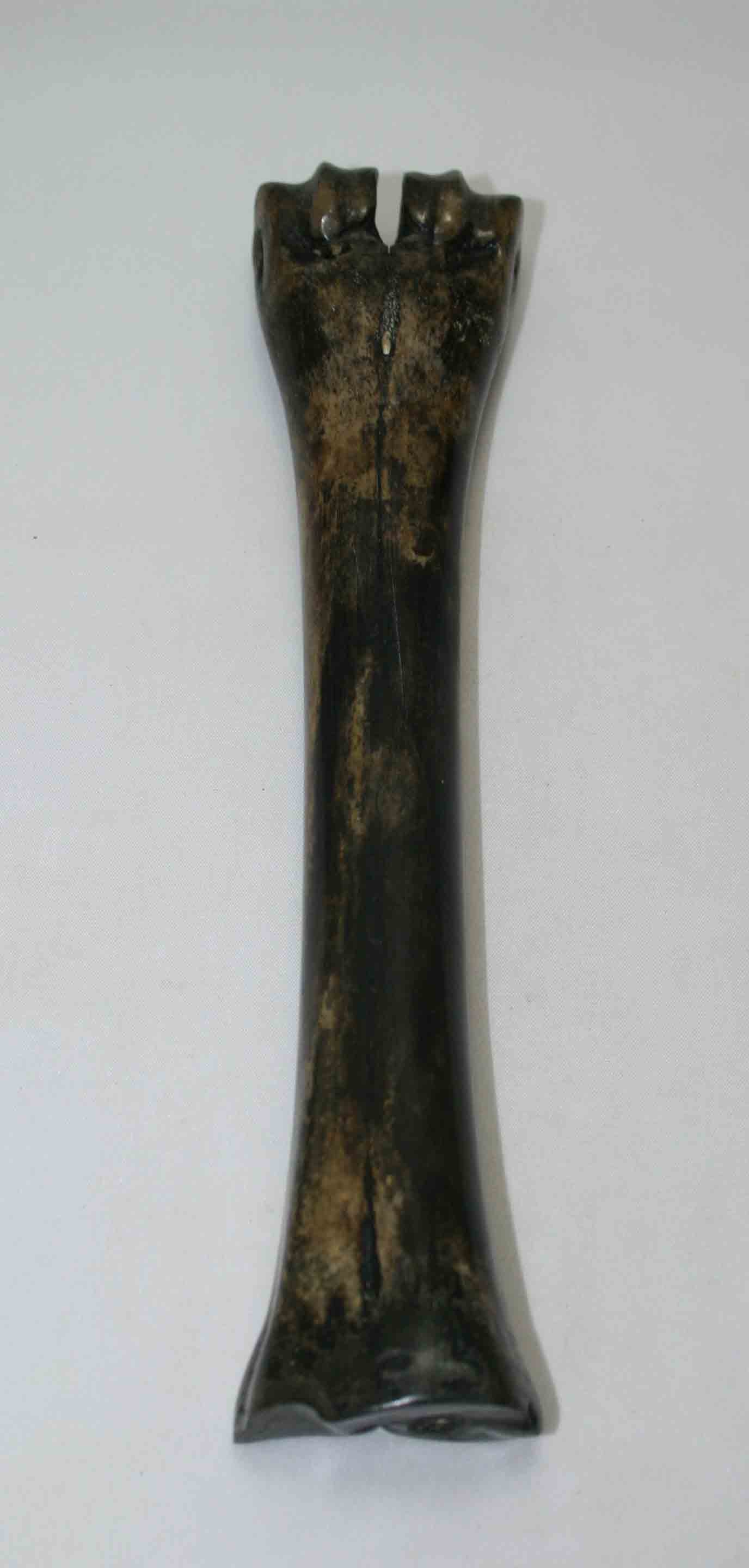 NB601NAM33 Wildebeest Bone