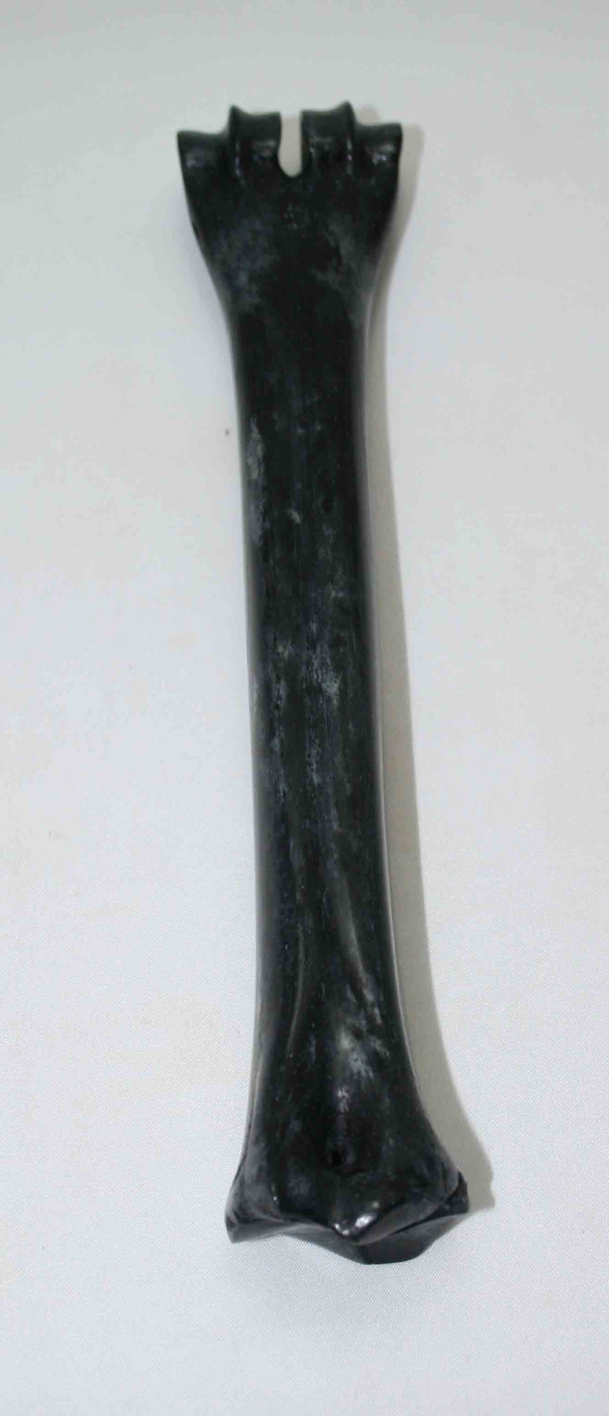 NB601NAM34 Wildebeest Bone