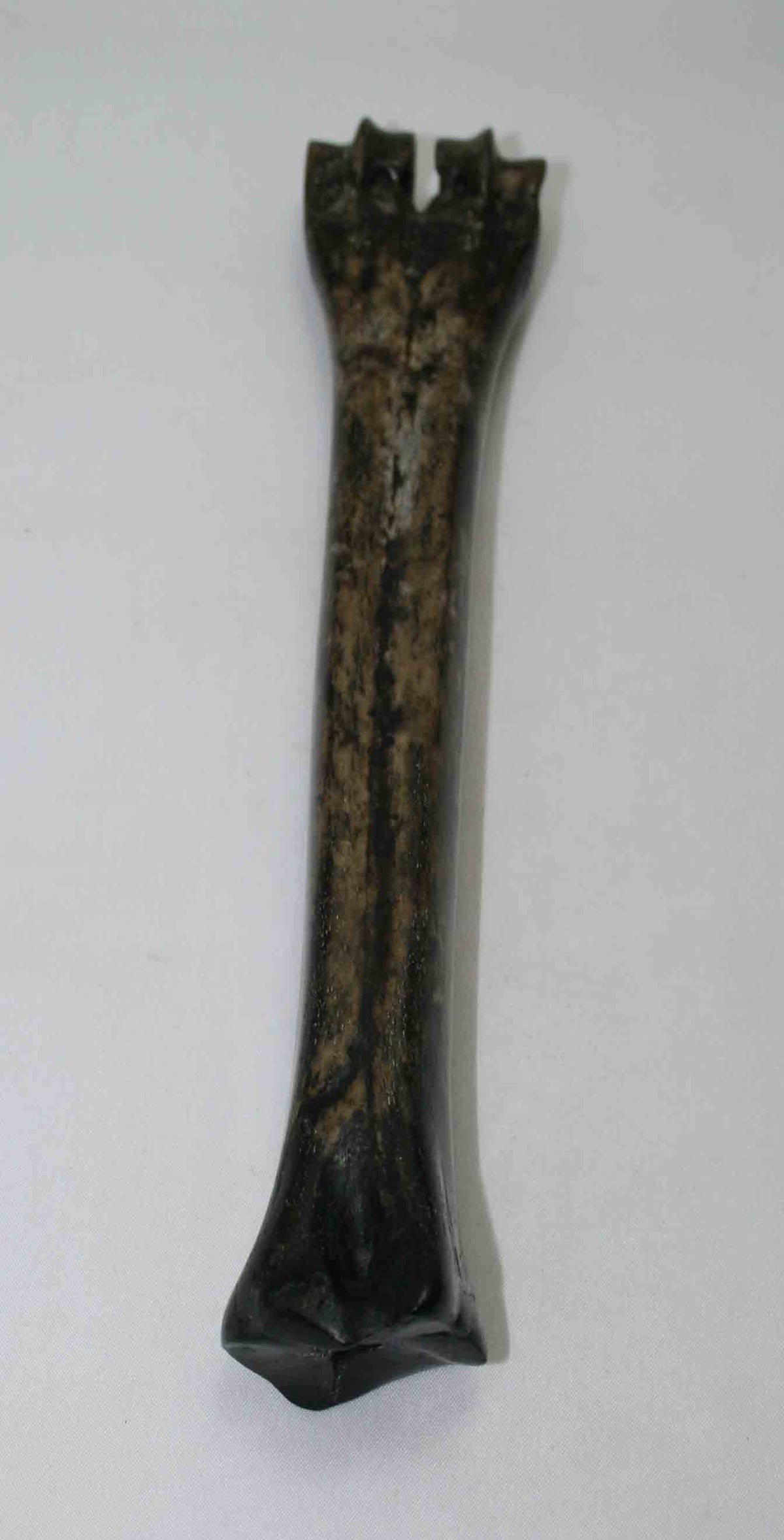 NB601NAM37 Wildebeest Bone