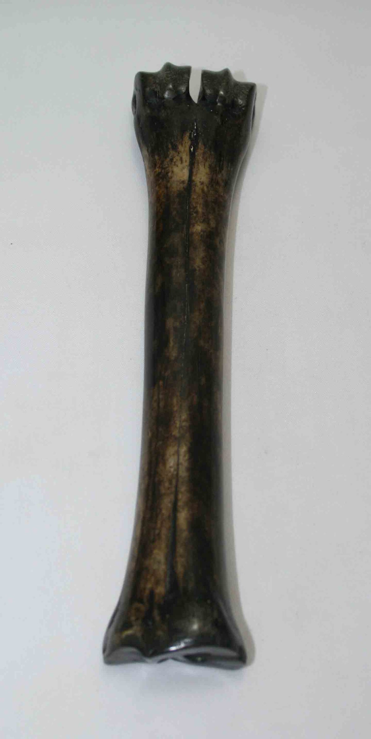 NB601NAM41 Wildebeest Bone